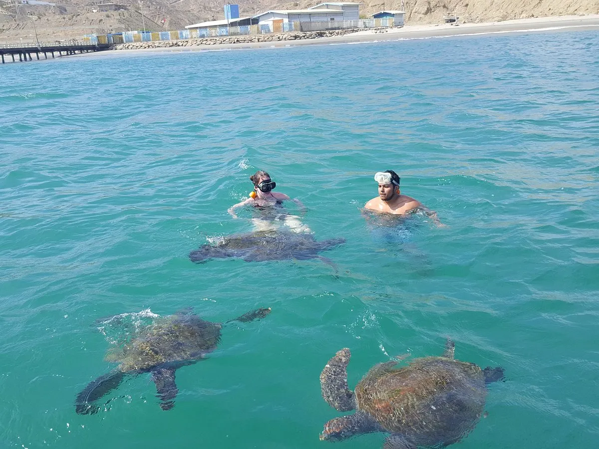 Nado con tortugas marinas en Máncora