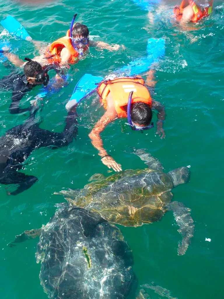 Nado con tortugas marinas en Máncora